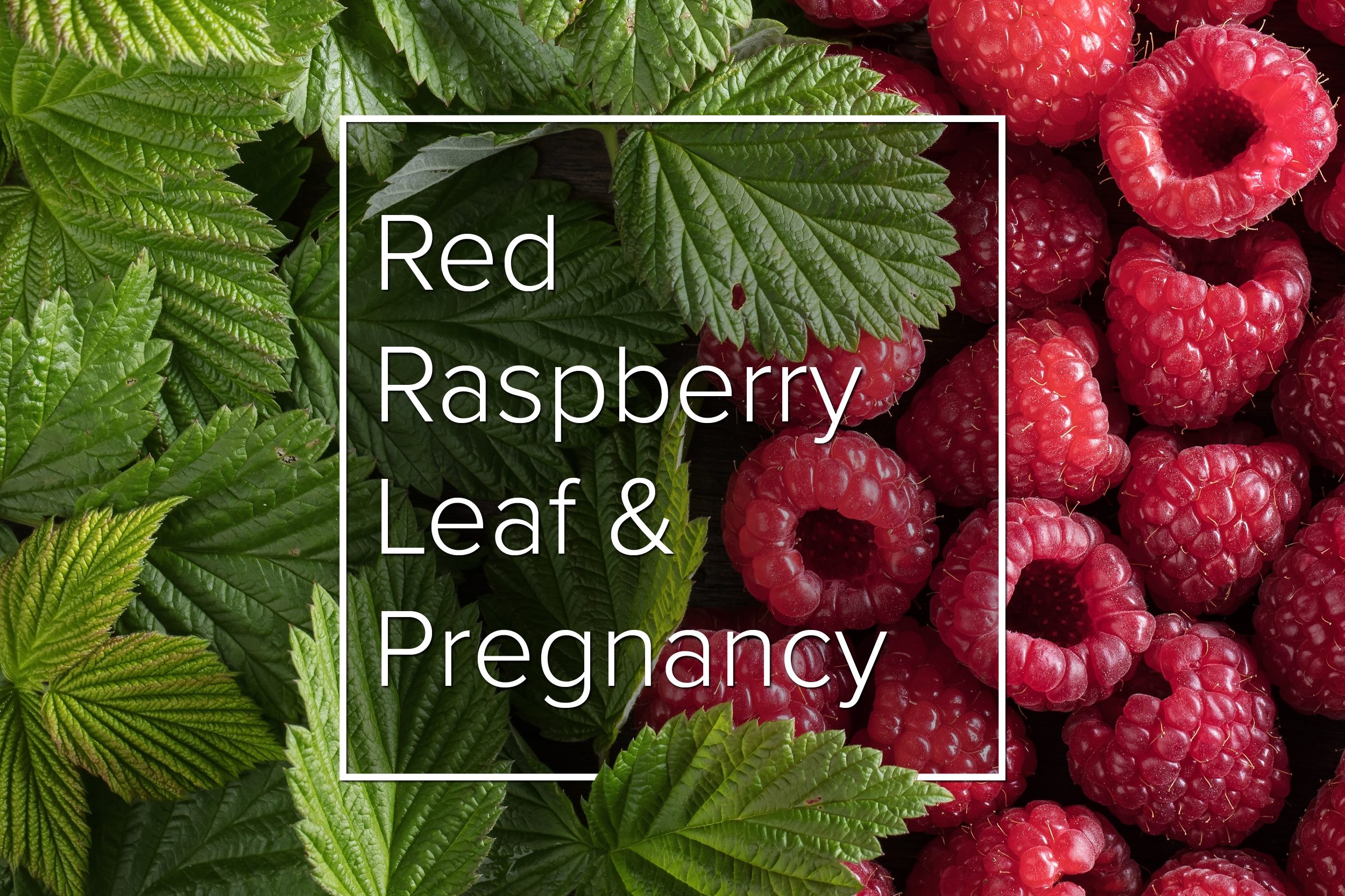 red-raspberry-leaf-and-pregnancy