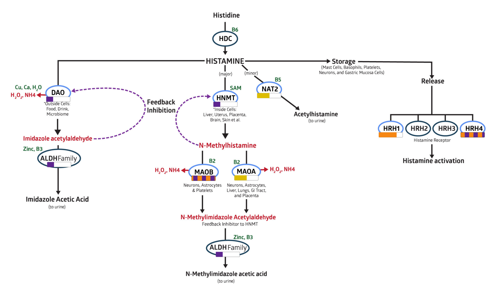 Histamine Intolerance Everything You Need to Know
