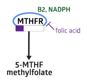 MTHFR-Gene-Enzyme