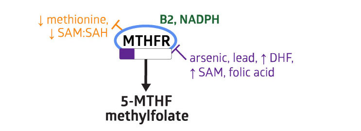 MTHFR-cofactors-inhibitors