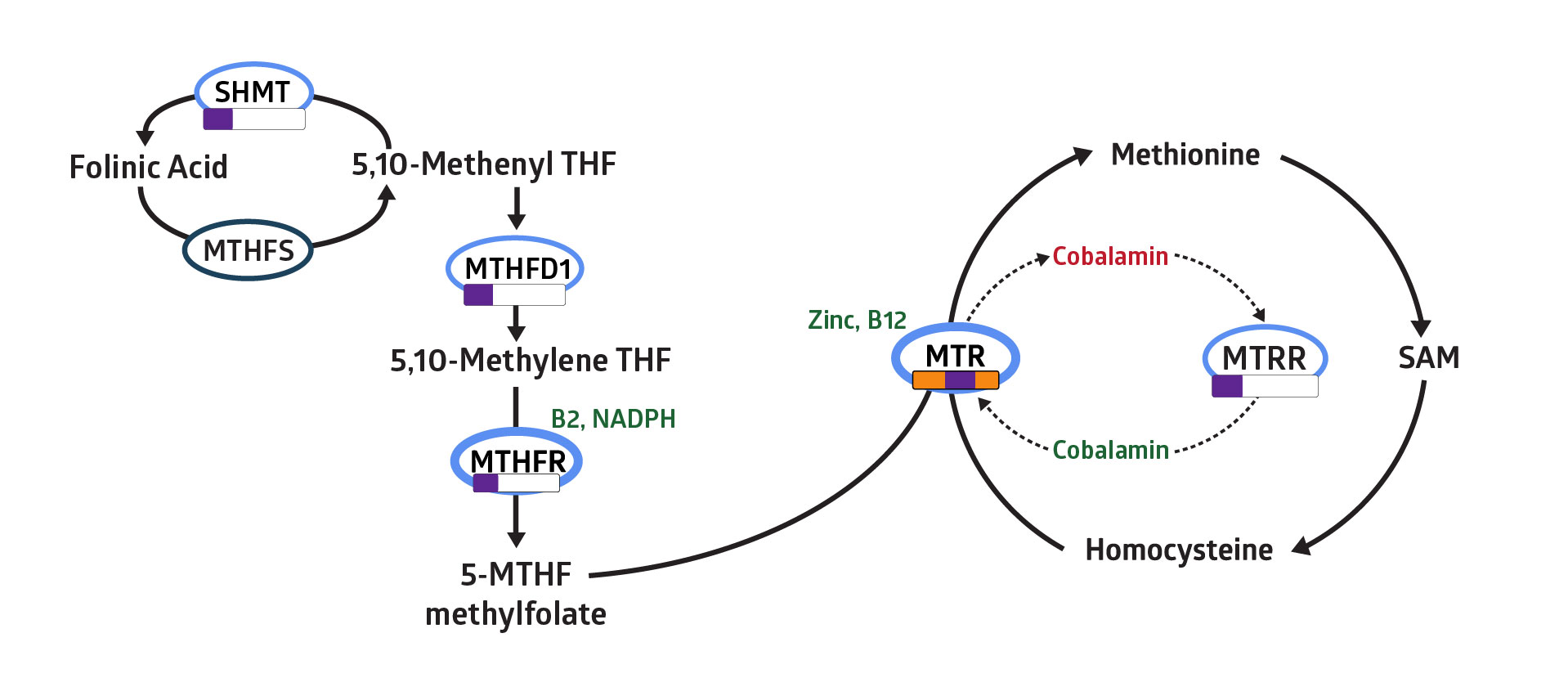 Methylation-Simplified-Pathway