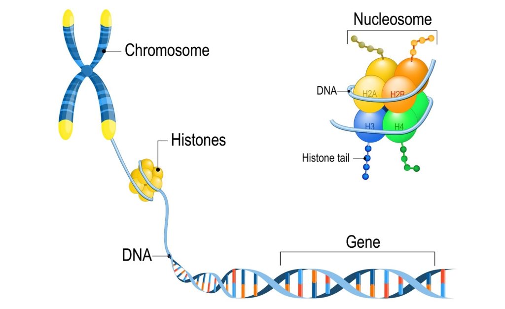 Chromosome-ADN-Histone-Gène