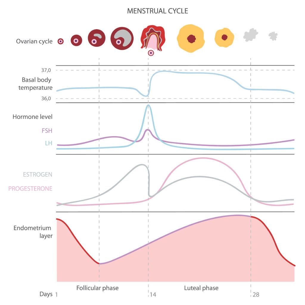 Menstrual Cycle_Hormone Graph