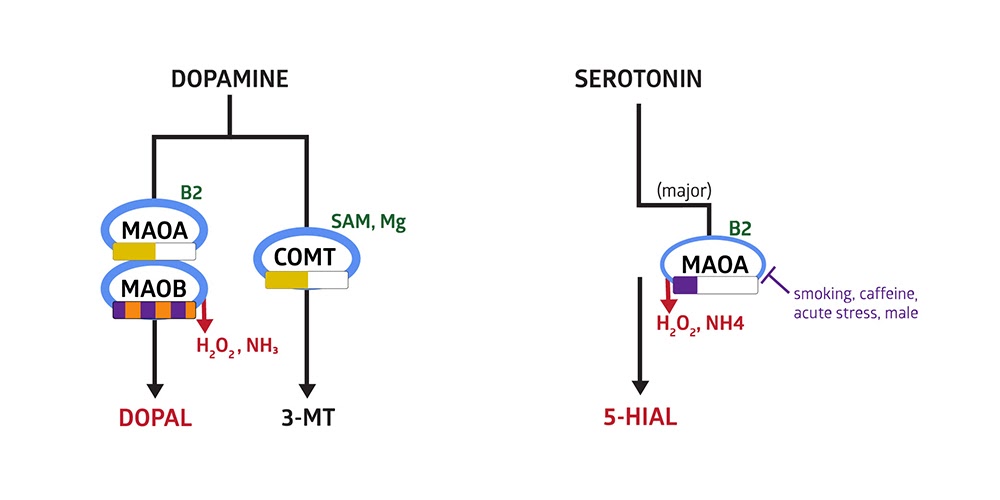 Dopamine Serotonin MAOA MAOB Pathway