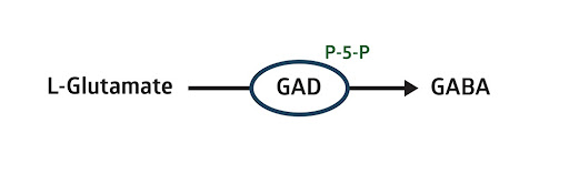 Glutamate GAD GABA chemistry