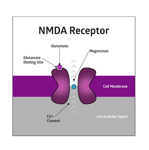 NMDA Receptor Sleep