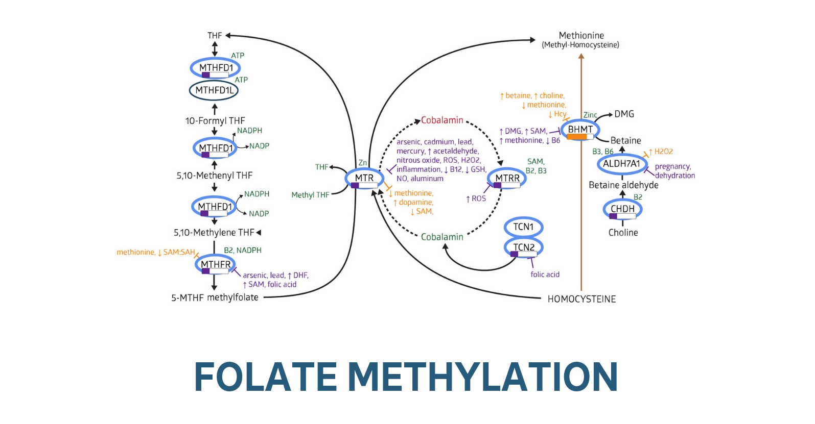 Folate Methylation Cycle