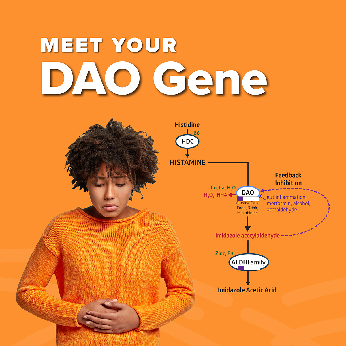 Meet-Your-DAO-Gene