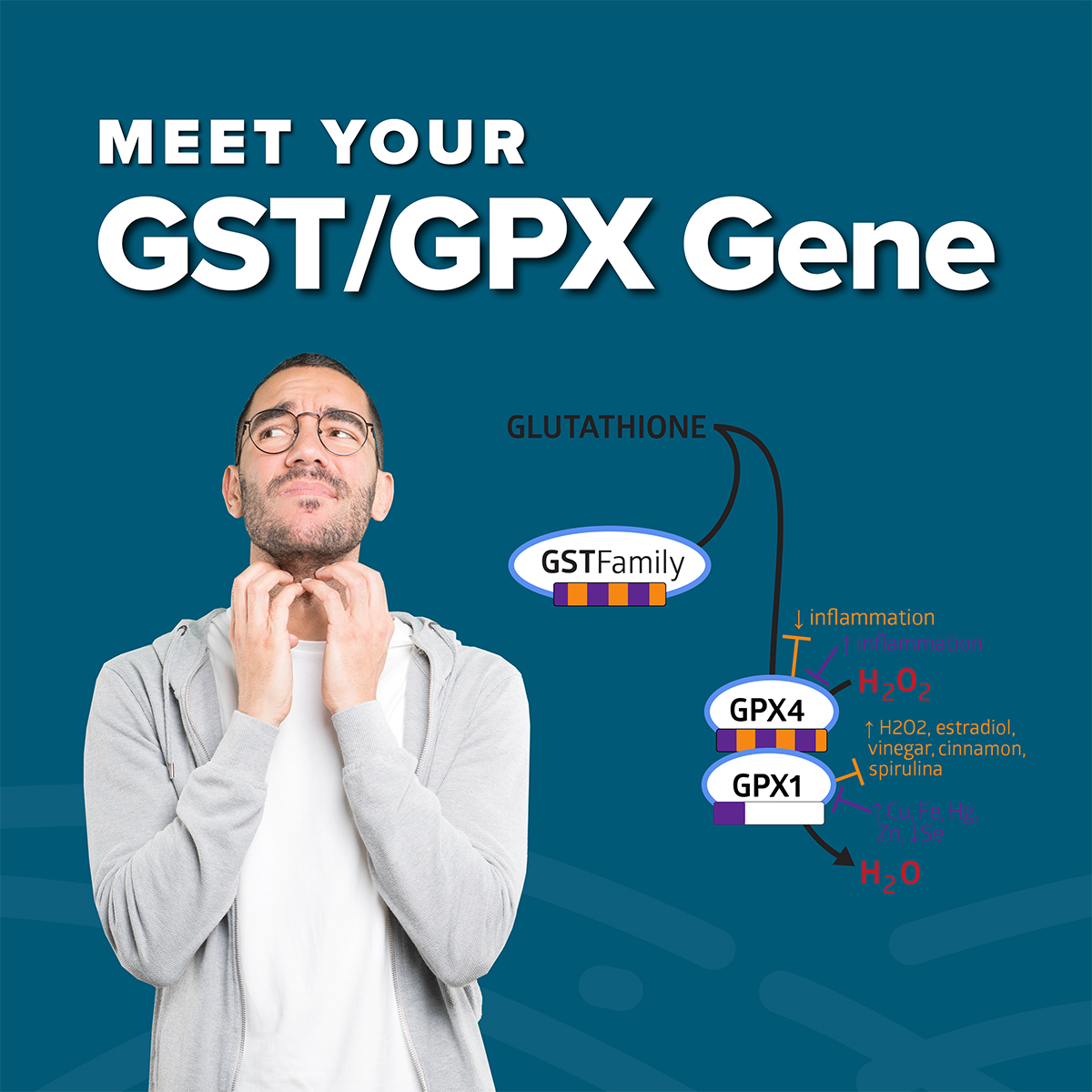 Meet-Your-GST-GPX Genes