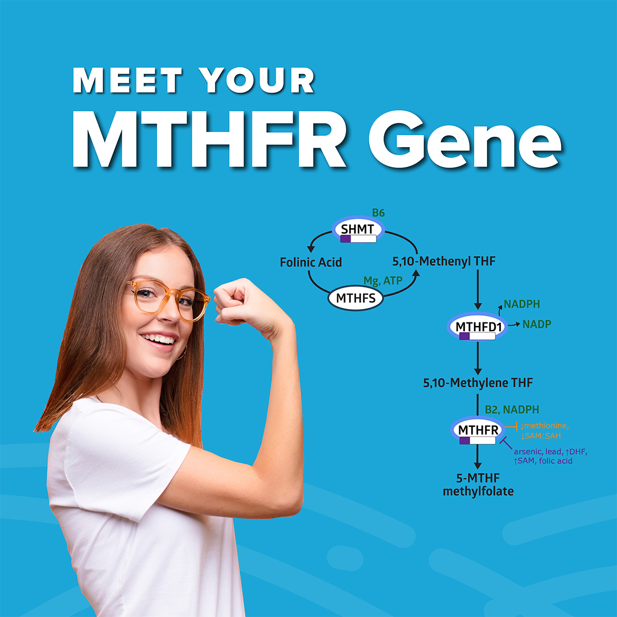Meet-Your-MTHFR-Gene