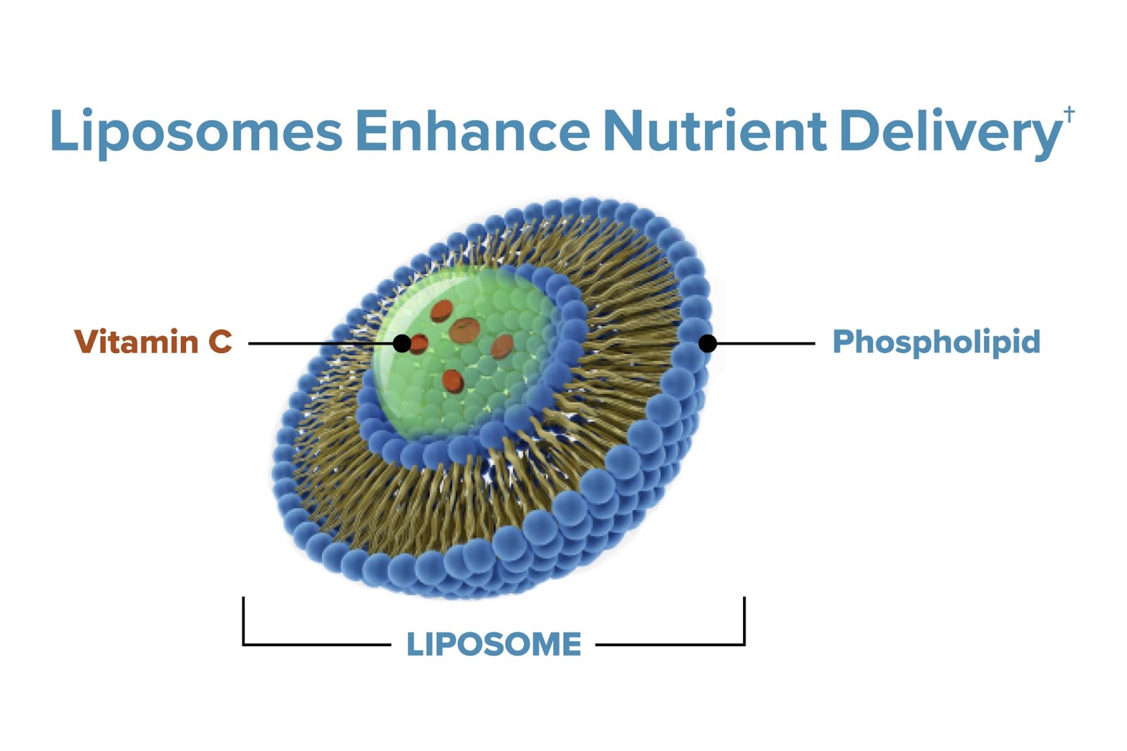 Liposomes Enhance Vitamin C Delivery