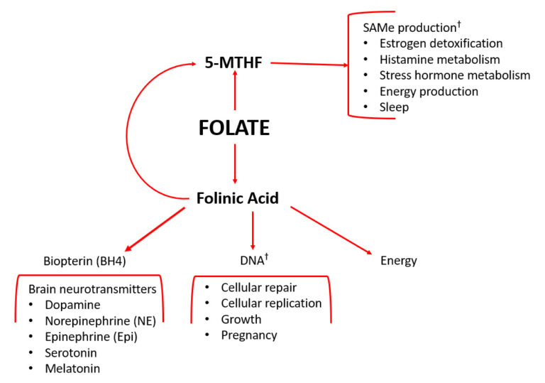 The Complete Guide To Folic Acid Folate And L Methylfolate